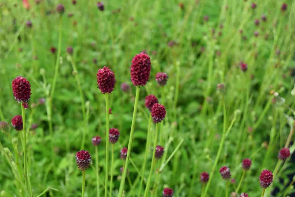 Sanguisorba officinalis 'Tanna' ---